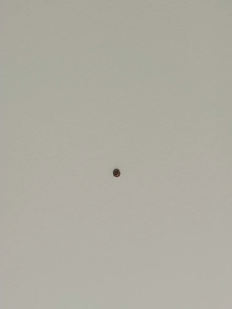 Lego submarine Ship with a Kraken underneath.